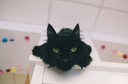 Cat funny animal or pet inside house or home. best human friend. Closeup Portraitの写真素材