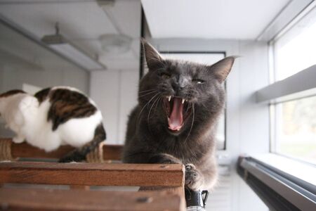 Very funny cat laughing of the close upの写真素材