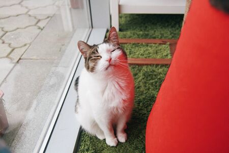 Cat funny animal or pet inside house or home. best human friend. Closeup Portrait.