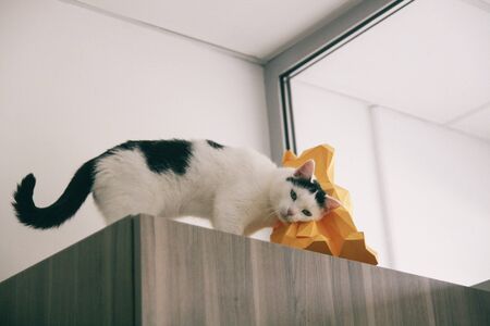 Cat funny animal or pet inside house or home. best human friend. Closeup Portraitの写真素材
