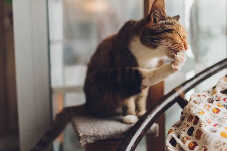 Very funny cat laughing of the close upの写真素材