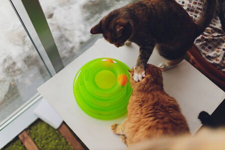 Very funny cat laughing of the close upの写真素材