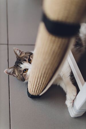 Very funny cat laughing of the close upの写真素材