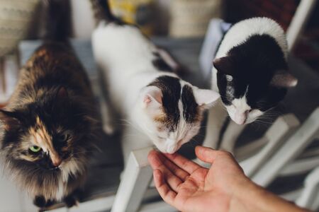 Very funny cat laughing of the close upの写真素材