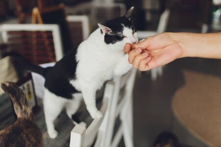 Very funny cat laughing of the close upの写真素材