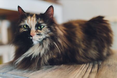 Very funny cat laughing of the close upの写真素材