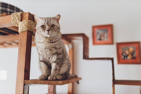 Very funny cat laughing of the close upの写真素材