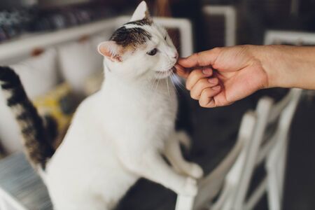 Very funny cat laughing of the close upの写真素材