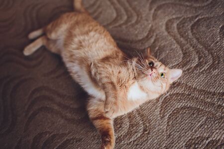 Very funny cat laughing of the close up