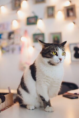Very funny cat laughing of the close upの写真素材