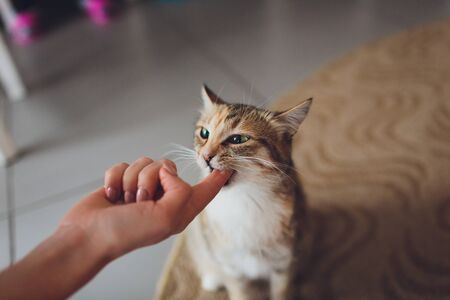 Very funny cat laughing of the close upの写真素材
