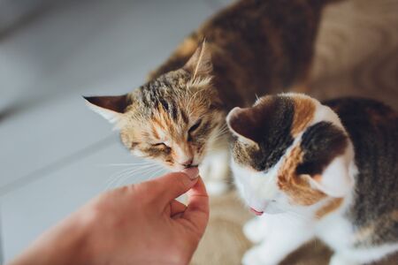 Very funny cat laughing of the close upの写真素材