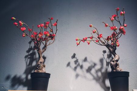 Bonsai tree on a vintage wooden desk , grey wall minimal interior.の写真素材