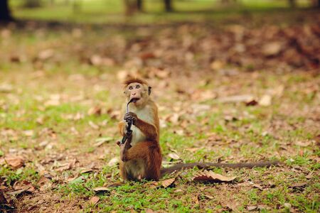 Toque macaque looking to the camera in Sigiriya, Sri Lanka.