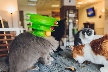 Cat plays with a ball in a special toy for catsの写真素材