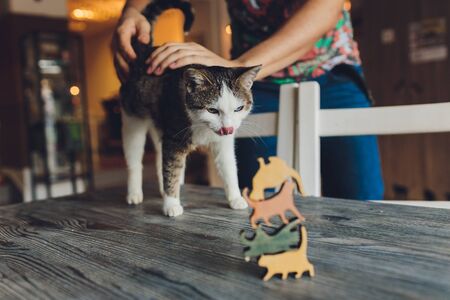 close up cat muzzle portrait with human stroke fingers handの写真素材