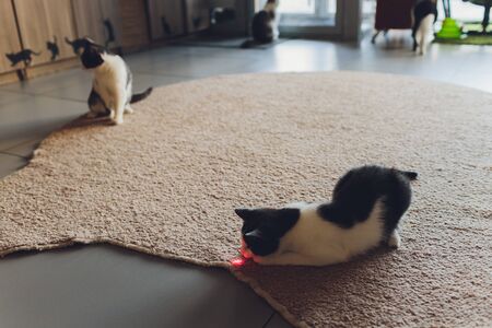 Young kitten is playing with laser pointer imageの写真素材