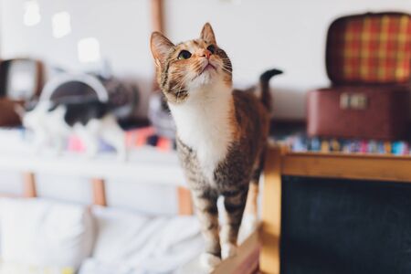 Very funny cat laughing of the close upの写真素材