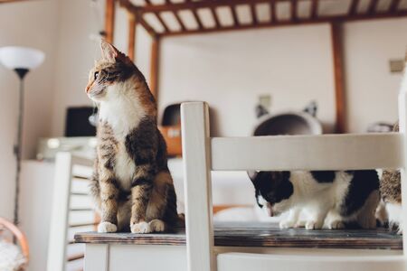 Very funny cat laughing of the close upの写真素材