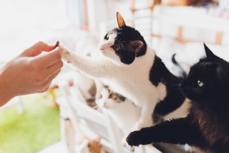 Domestic life with pet. Young man gives his cat meat snackの写真素材