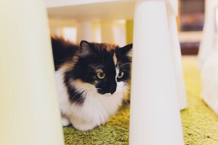 Very funny cat laughing of the close upの写真素材