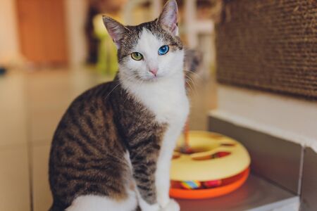 Very funny cat laughing of the close up.の写真素材