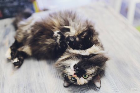 Very funny cat laughing of the close upの写真素材