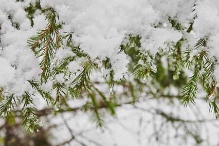 snow coniferous trees in the mountains of the Urals on top of mount aigir.の写真素材