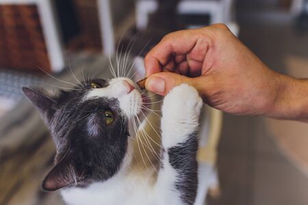 Domestic life with pet. Young man gives his cat meat snack