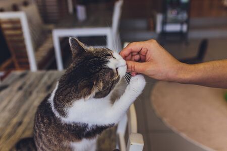 Domestic life with pet. Young man gives his cat meat snackの写真素材