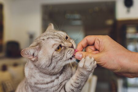 Domestic life with pet. Young man gives his cat meat snack
