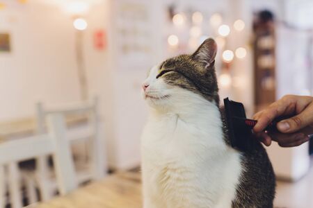 Cat after scratching. The result of scratching a pet. piece of furの写真素材