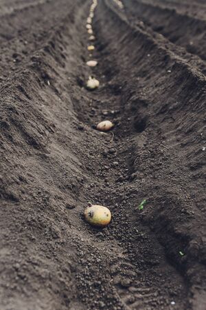 process of planting potato field in the vegetable garden, close up. Seed potatoes.の写真素材