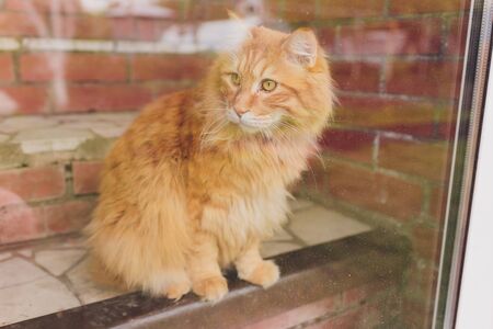 funny motley cat, Kuril bobtail, sits next to the winter snow-covered windows.の写真素材