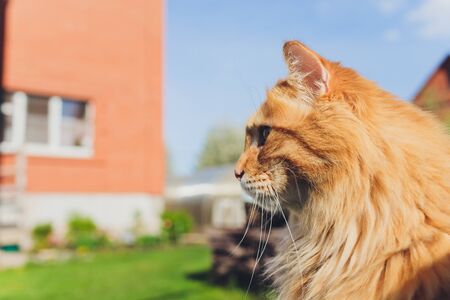 red cat Kuril Bobtail in a collar. walking on the street.の写真素材