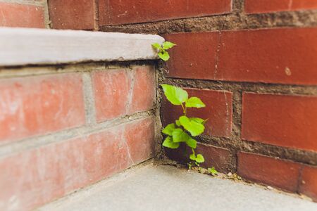 Wild plant growing among paving slabs. Plants in an urban environment. Life force. Plant groving through the pavement. Clump of grass and moss in paving stones.の写真素材