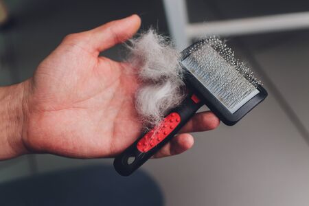 Pet brush with gray fur after grooming pet cat allergy fur concept close up.