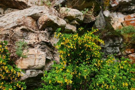Wildflower meadow with poppies, cornflowers and daisies.の写真素材