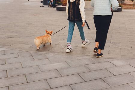 Couple walk retriever dog autumn sunset countryside meadow holding hands.の写真素材