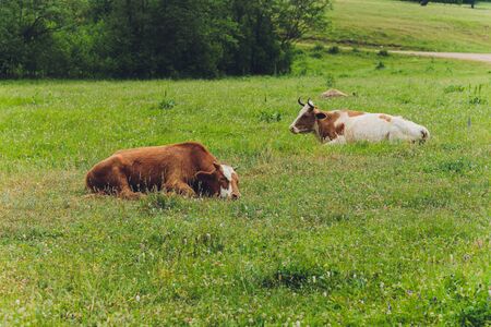 Herd of cows at summer green field.の写真素材