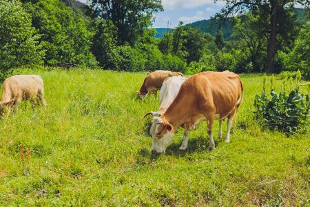 Herd of cows at summer green field.の写真素材