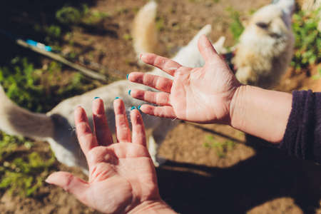Owner hand holding comb of pet brush with ginger cat fur clump after grooming.