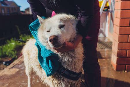 the dog washes under a shower, selective focus.の写真素材