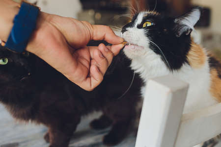 Domestic life with pet. Young man gives his cat meat snack.
