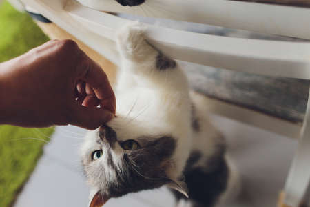 Domestic life with pet. Young man gives his cat meat snack.