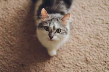 Very funny cat laughing of the close up.の写真素材