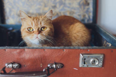 Very funny cat laughing of the close up.の写真素材