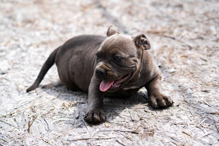 Dog Gray American Pit Bull Terrier, portrait on nature.の写真素材