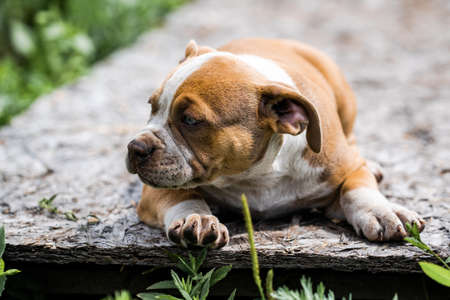 Dog American Pit Bull Terrier, portrait on nature.の写真素材