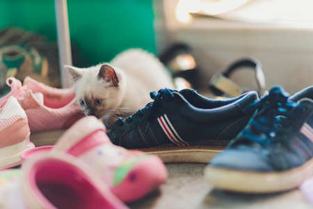 A small kitten climbed into womens pink shoes. A small, white kitten plays with shoes.の写真素材